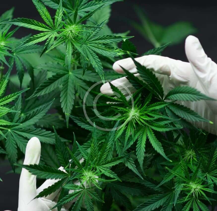 Other Healthcare devices